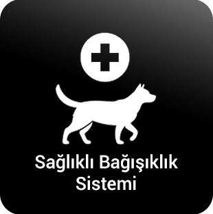 köpek-sağlıklı-bağışıklık.jpg